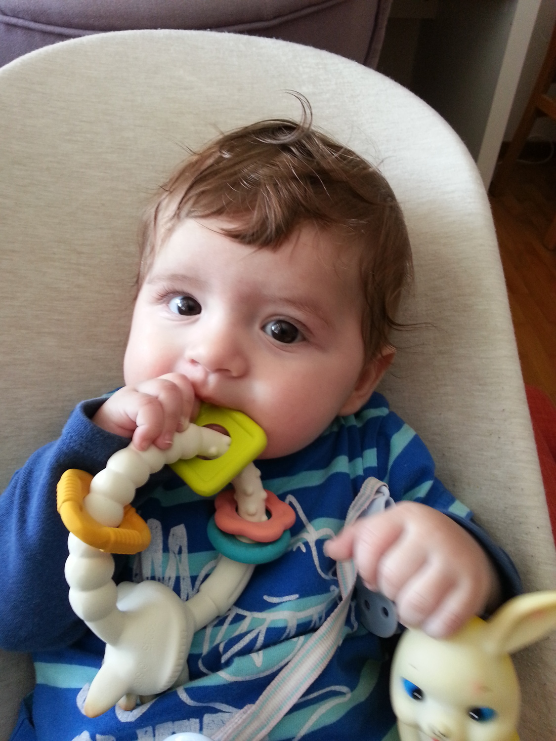 Aslan Leone Saiu in Spring 2025, aged six to eight months, image 2 of 8