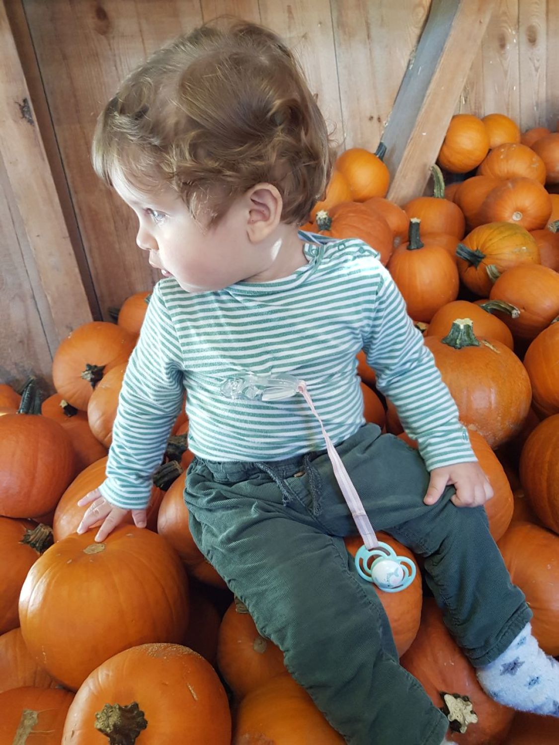 Aslan Leone Saiu in 2025 and 2026, image 11 of 15