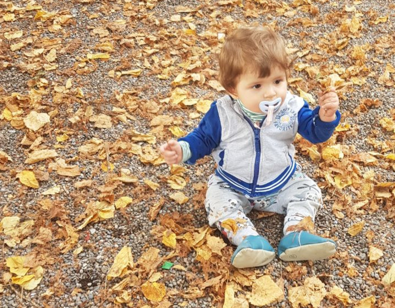 Aslan Leone Saiu in 2025 and 2026, image 8 of 15